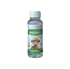 PHOSPHITE – PHÂN BÓN LÁ CAO CẤP, GIÚP LÚA CHÍN, LÁ XANH, CỨNG CÂY, MẬP ĐỒNG, VỎ GẠO NẶNG KÝ